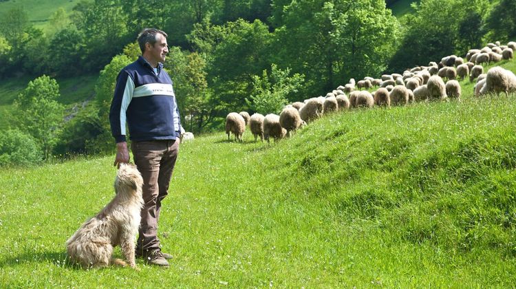 Le Syndicat de Défense AOP Ossau-Iraty à Ostabat Asme comprend 1 200 éleveurs
